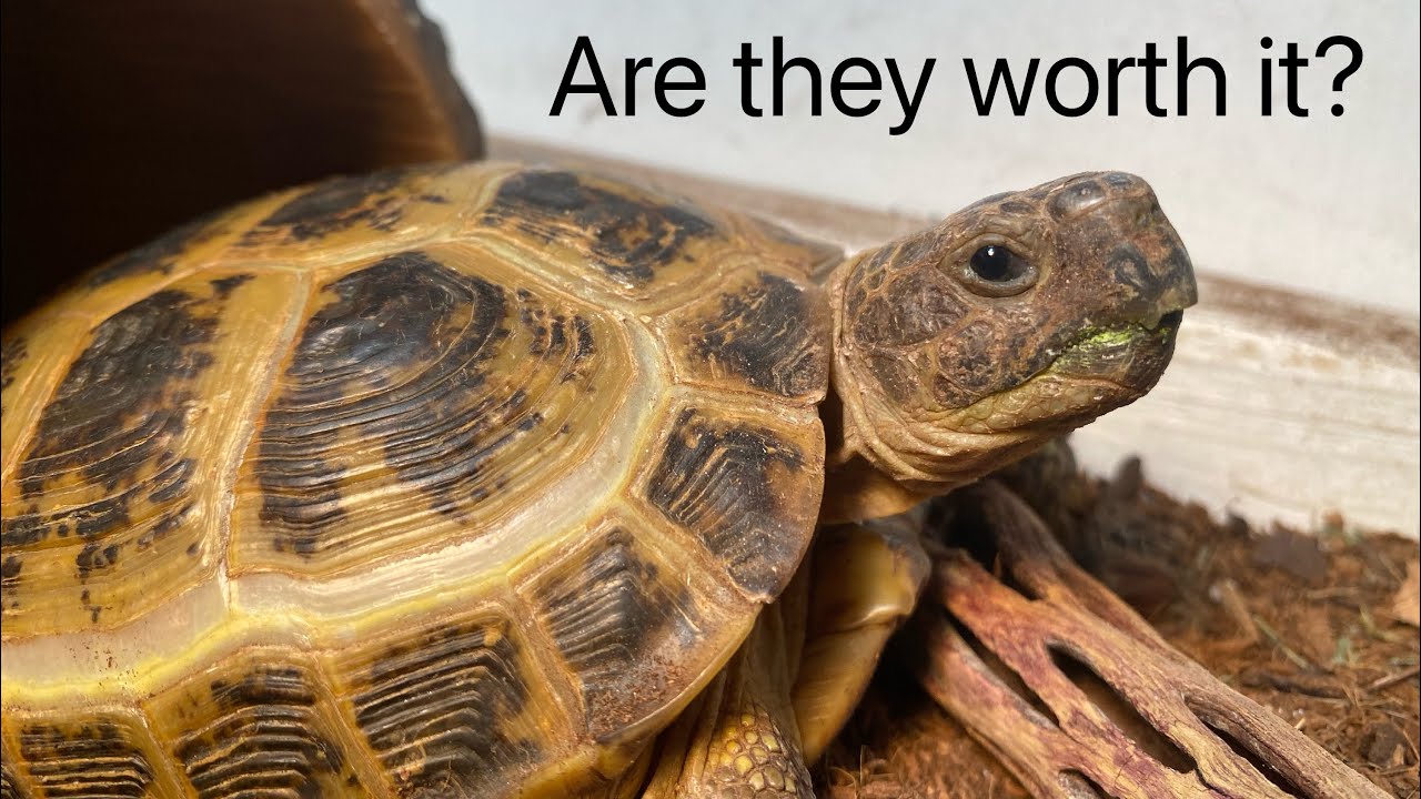 Do Russian Tortoises Make Good Pets? - YouTube