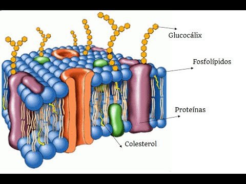 Video: ¿Dónde encontrarías fosfolípidos en una célula bacteriana?