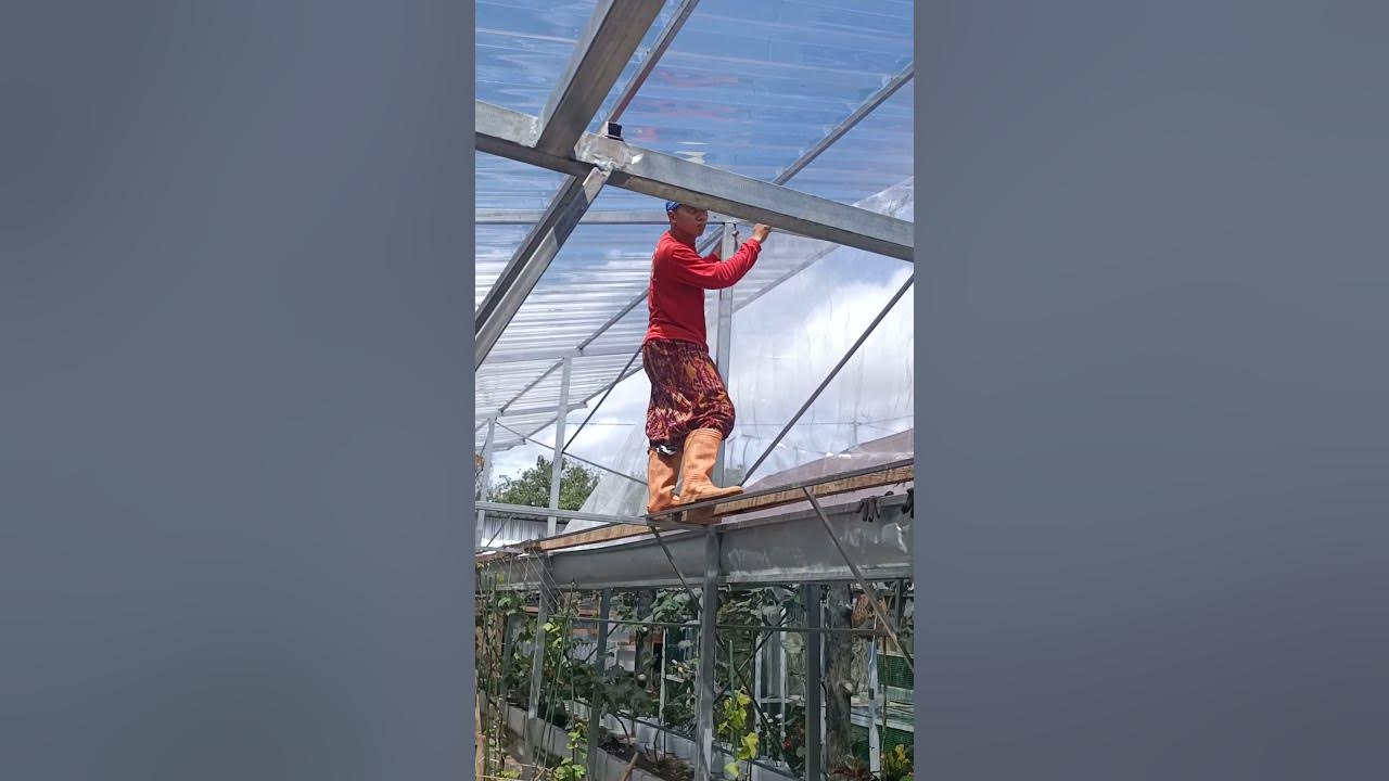 Proses pemasangan inseck net buat grand house Anggur