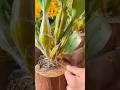 Great amazing selected this beautiful techniques for growing dendrobium plants on wood 🌱🌱🌱🌱🌳🌵🌵
