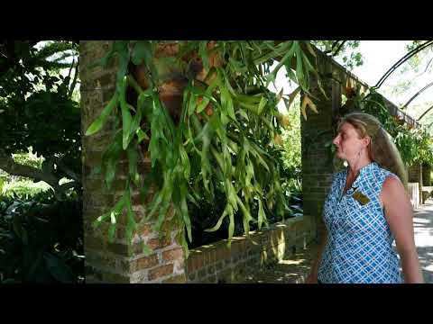 Video: Staghorn papardes tīrīšana: vai man vajadzētu tīrīt savu Staghorn papardes augu