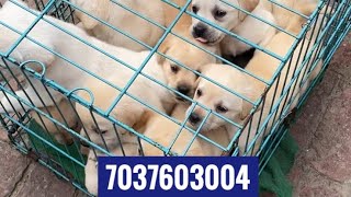 7037603004 #wholesalemarket #labradorretriever #labradordog Dehradun Haridwar NewDelhi muzaffarnagar