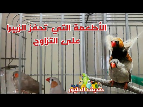 فيديو: سماد طائر الجنة: متى وماذا نطعم نباتات طيور الجنة