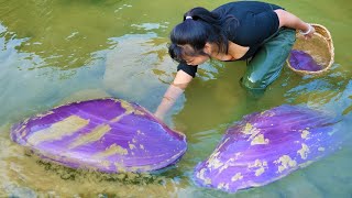 Freshwater topquality purple clams, producing highend pearls, so beautiful