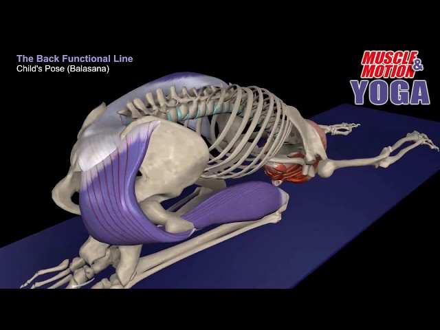 Yoga anatomy, Anatomy Trains 