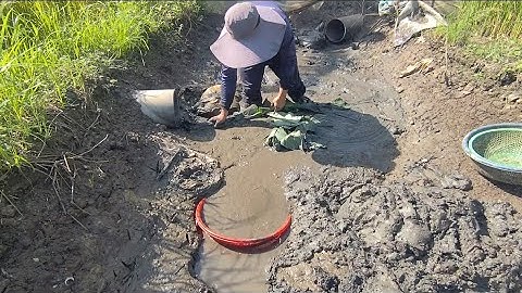 Giải cứu cá rô đồng mắc cạn (T130)