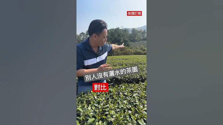 缺水對茶園的影響｜2023春茶缺雨水，該怎麼挑好茶？ #跟着蘇哥來賣茶 - 天天要聞