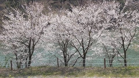 Bach: Air on G String (U.S. Air Force Strings)