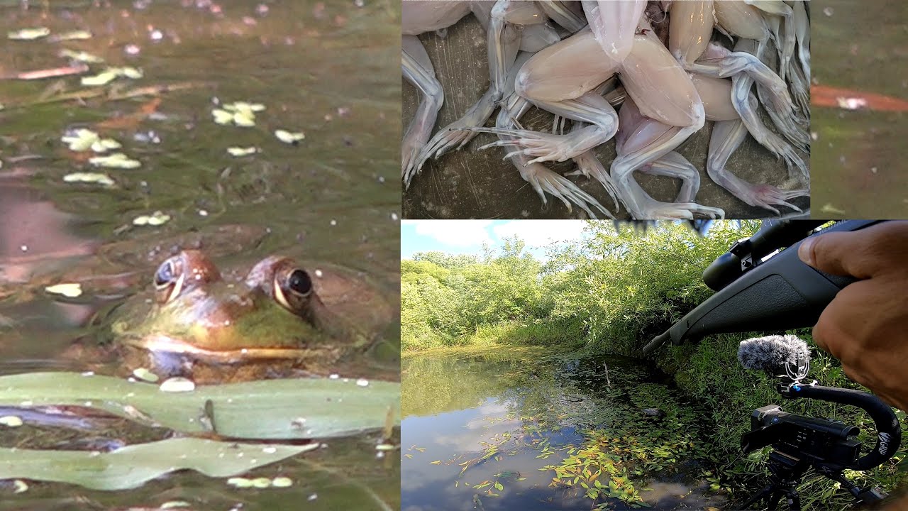 Frog Hunting W/ Pellet Gun (bullfrog catch and cook - YouTube