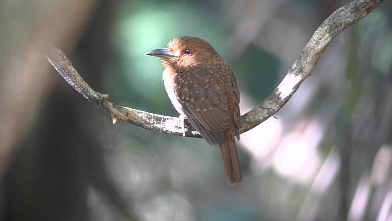 white whiskered puffbird 