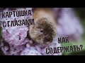 Слепушонки: как содержать их дома?