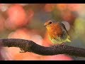 This little bird  - Marianne Faithfull (작은새-마리안느 훼이스풀) ［가사,한글자막］