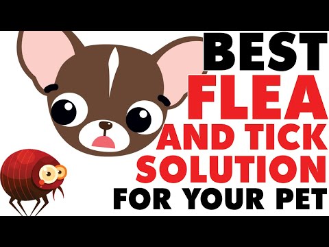 BEST Flea Treatment for Chihuahuas, ALL NATURAL TOO | Sweetie Pie Pets by Kelly Swift