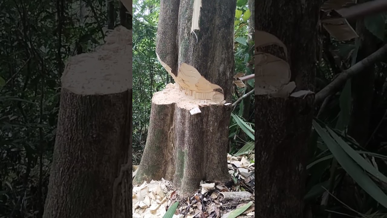 proses penumbangan pohon gaharu