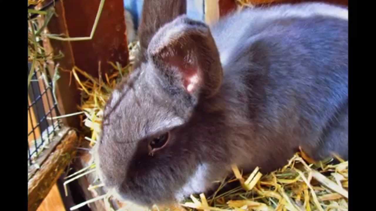 Die süßesten Kaninchen der Welt YouTube Die süßesten Kaninchen der Welt YouTube
