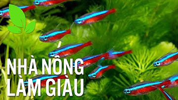 Nông dân thu bạc tỷ nhờ nuôi cá cảnh xuất khẩu | VTC16