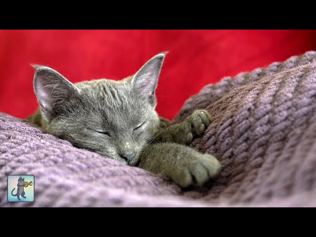 Adorable Sleepy Cats! ~ Cute Kittens u0026 Relaxing Piano Music 🐈 class=