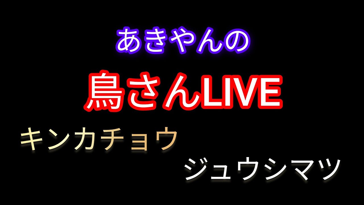 2026/03/03/ひな祭り配信
