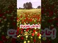 إحاحان تمزيرت الطبيعة الجميلة