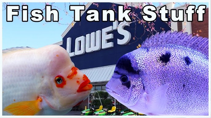 10 Reasons Why to Shop at The Dollar Tree For Aquarium Supplies! (Plus a  few bonus tips) 