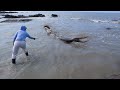 深海“大魚怪”攻擊鯊魚,結果被困淺灘出不去,這個頭看著都害怕