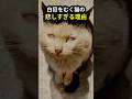 白目をむく猫｜その行動に隠されていた悲しすぎる理由 #白目をむく猫