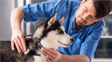 Veterinarians Career Video