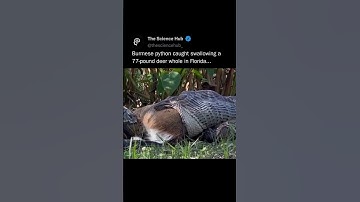 This Burmese Python just swallowed a 77-pound deer whole in Florida...