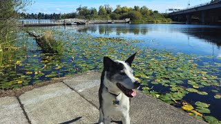 Boardwalkies with Kai on the Arboretum Waterfront Trail | Foster Island, WA 2025 #4k #Seattle #walks