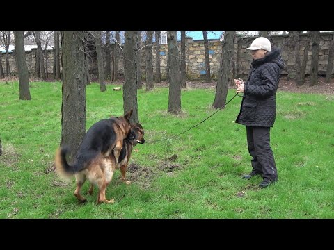 Woman caresses a dog - my dog