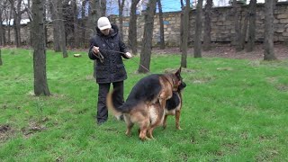 🎯12/26/25 German Shepherds Alfons and Dora Odessa