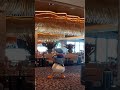Donald Duck shaking his tail feathers at Topolino’s Terrace at Disney’s Riviera Resort