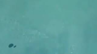 Shin Chan - Que Ano Tan Bonito