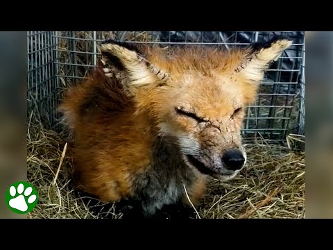 Ein kranker Fuchs ist nach 2 Wochen kaum noch zu erkennen