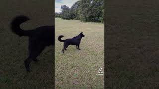 Not For Cute And Cuddlies.