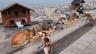 I Learned the Secret of Happiness from Street Cats