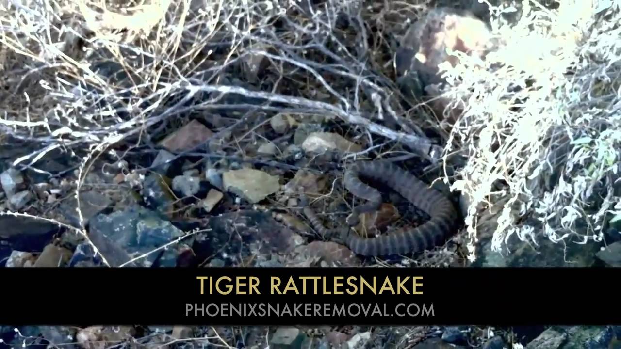 Tiger Rattlesnake Removal and Relocation from Phoenix