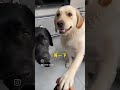 dog #funny #comedy #memes 🐕💕🐕🐕🐕🐕
