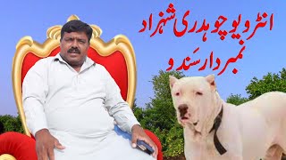 Interview Ch Shahzad Namberdar Sahib Pakistani Dog Lover By Nafa TV HD