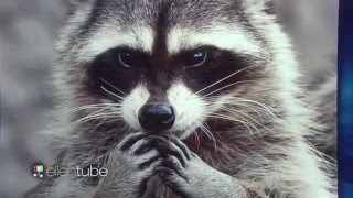 Шоу Эллен - Этот странный мир животных. Шоу Эллен - Этот странный мир животных.