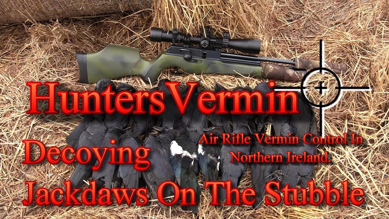 Air Rifle Hunting, Decoying Jackdaws On The Stubble