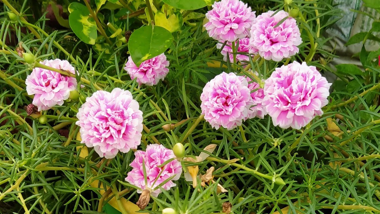  How To Grow Portulaca Flower Plant YouTube