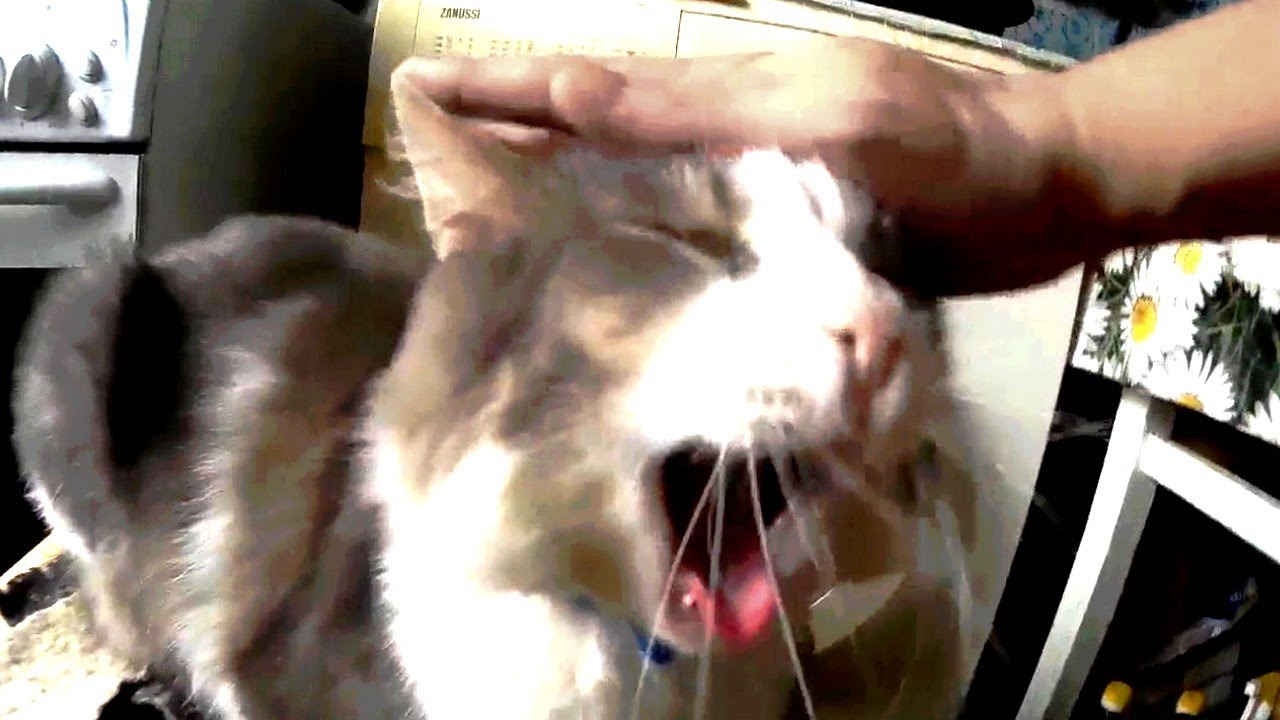 Is my cat fat or just big YouTube