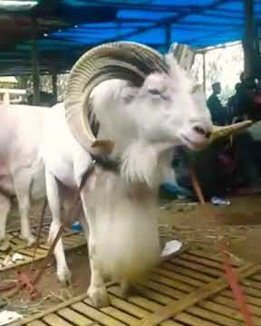 story wa peternak kambing