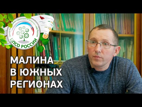 Ремонтантная малина в южных регионах. Особенности выращивания ремонтантной малины на юге.