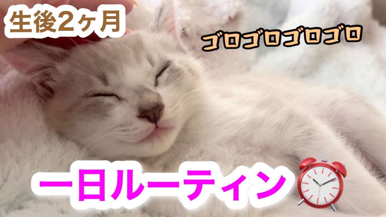 生後2ヶ月の子猫に1日密着したら可愛すぎました🐱