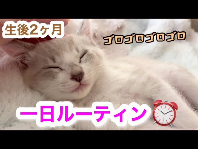 あちゃん様御予約❤ミーナちゃんと♡生後10日♡うるうるオメメの子猫ちゃん♡ sddefault.jpg