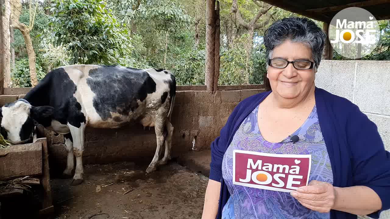 Ordeñando La Vaca Del Vecino Aprendo A Como Ordeñar Una Vaca A Mano Y ...