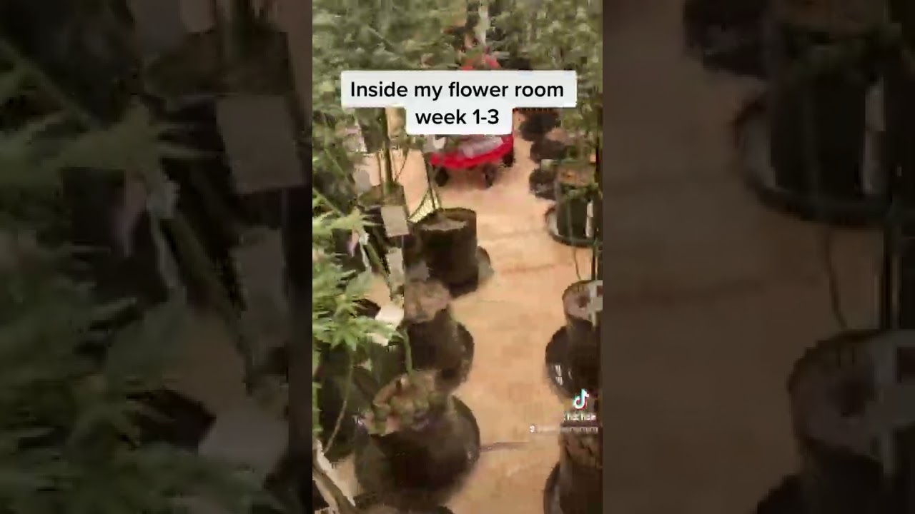 Inside my flower room strains:tangerine dream|gods gift|white tahoe cookies