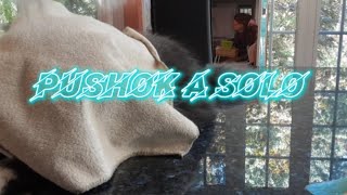 Pushok A Solo